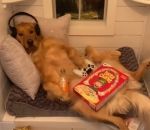 La vie d'un chien adolescent dans sa chambre