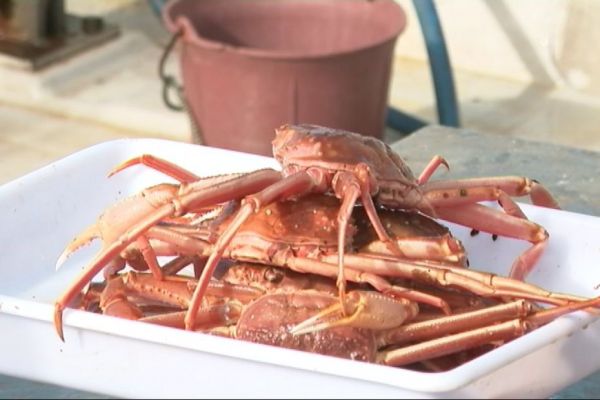 Premières ventes de crabe des neiges en direct à Saint-Pierre et Miquelon