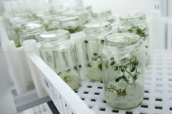 De la mutagenèse aux « ciseaux génétiques », une petite histoire des OGM