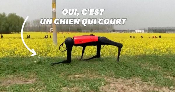 Ce robot-chien est le plus rapide du monde (mais il ne ressemble pas au vôtre)