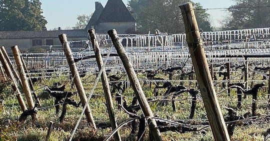 Le gel, nouvelle catastrophe pour la viticulture