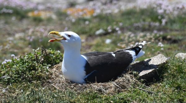 Finistère : Deux îles des Glénan interdites au public pour protéger les oiseaux