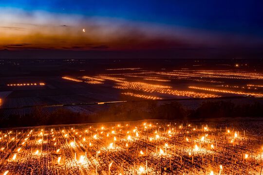 Bourgogne : Les vignerons de Chablis combattent le gel avec des braseros