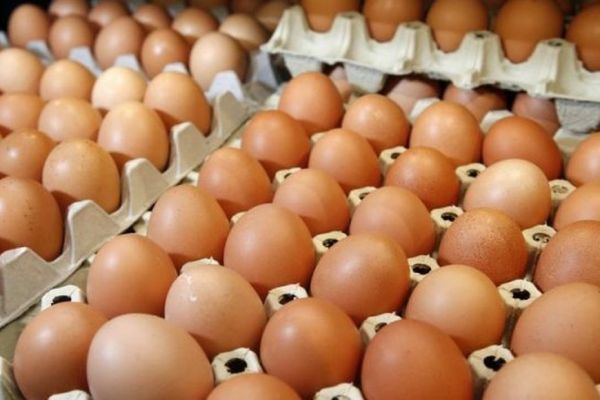 Aviculture : les producteurs mahorais en plein désarroi