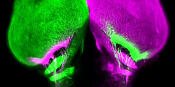 Bien avant de marcher, les poissons ouvraient grand leurs deux yeux