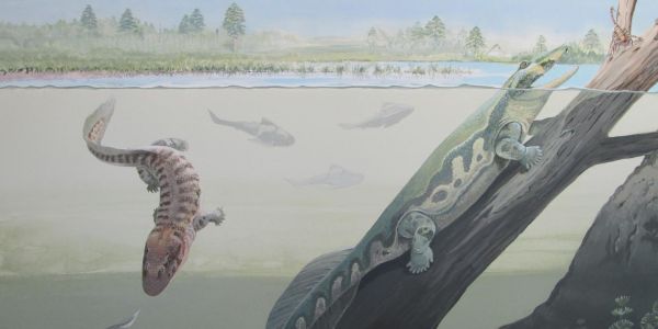 Comment nos ancêtres poissons sont sortis des eaux pour atteindre le milieu terrestre