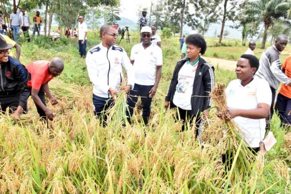 BURUNDI : TDC – Récolter 15 tonnes de riz en colline KANSESA à BUGANDA / CIBITOKE