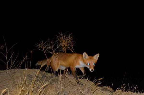 Fin de la chasse au renard de nuit dans la Somme