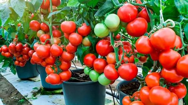 Facile : 25 Légumes et Fruits à Faire Pousser En Pot (Sur SON BALCON).