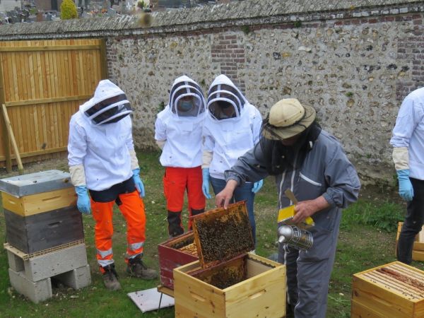 Pour sauver l'abeille noire, une espèce locale, trois ruches installées à Darnétal