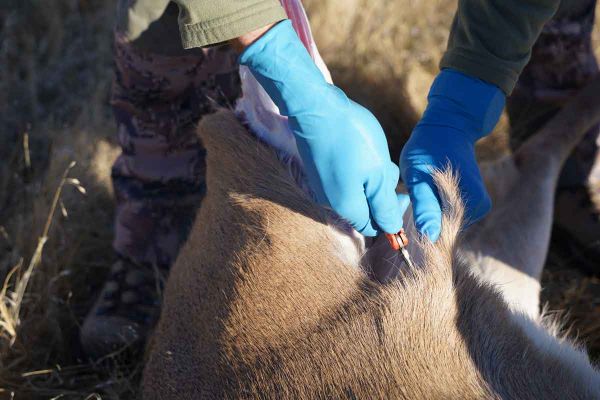 Les chasseurs du Nord mettent le gibier à l'honneur avec le chef Damien Laforce!