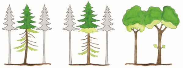 La méthode DEPERIS : Comment quantifier et mesurer l'état de santé d'une forêt et son évolution?