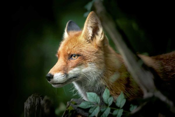 Un jeune chasseur contracte l'échinococcose dans l'Ain