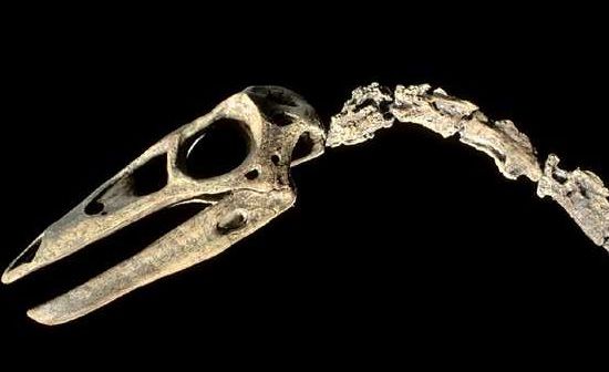 La « Guerre des Os » de dinosaures (XIXe)
