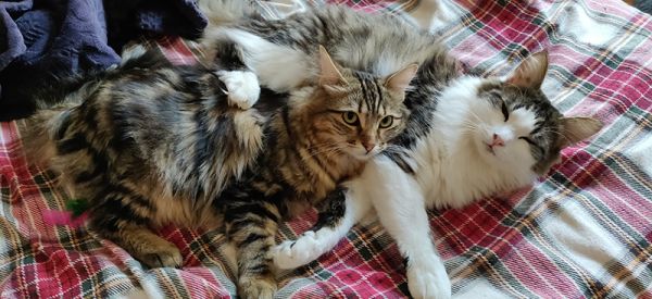 Chat ou chaton lequel adopter ?