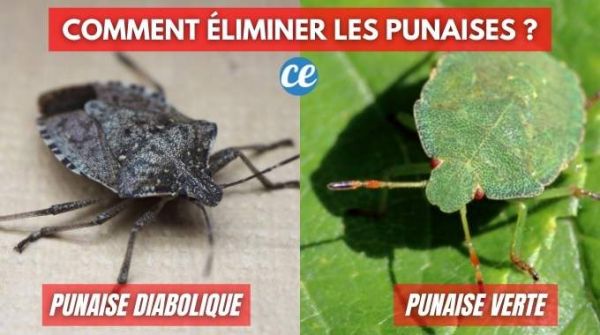 17 Astuces Efficaces Pour Se Débarrasser des PUNAISES Facilement.