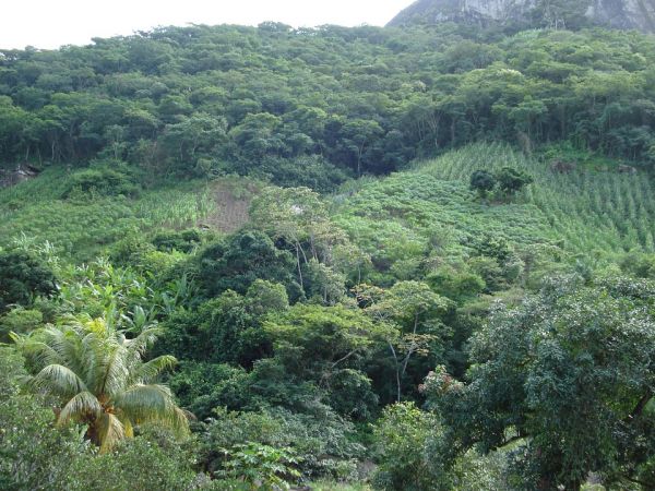 Sécheresse historique au Brésil, la déforestation en Amazonie pointée du doigt