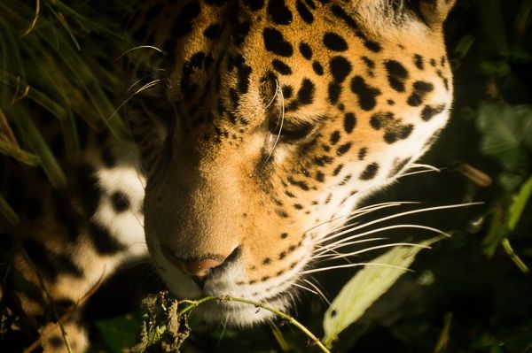 Le jaguar d’Amazonie dépendant de la bonne santé de son environnement