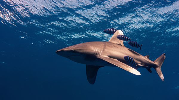 5 choses à savoir sur les requins, ces mal aimés des océans !