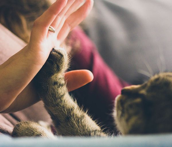 La médiation par l'animal pour accompagner autrement