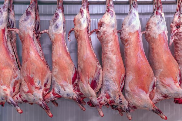 Mouton de l'aïd : 19 abattoirs temporaires agréés en France