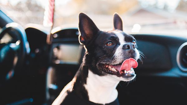 Sur l'autoroute des vacances, où faire une pause avec mon animal ?
