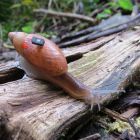 Le plus petit ordinateur au monde sur le dos d'un escargot