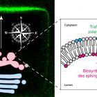 Les lipides des membranes biologiques, boussole de la cellule
