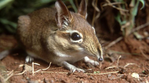 Le billet sciences du week-end. Les animaux évoluent pour s'adapter au réchauffement climatique