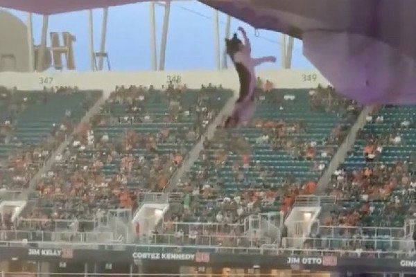 Un chat tombe du toit d'un stade comme Mufasa et se fait brandir par son sauveur comme Simba