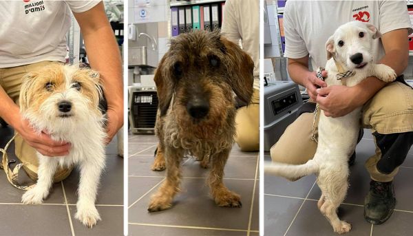Ces chiens ont réchappé à l'euthanasie !