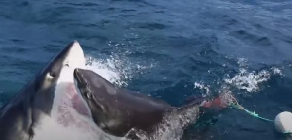 Un combat à mort terrifiant entre deux grands requins blancs