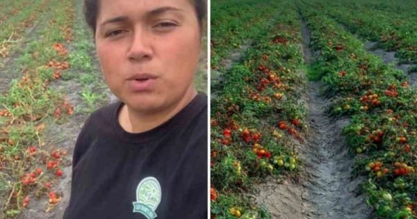 Une maraîchère propose de cueillir gratuitement ses tomates, qu'elle ne peut pas récolter à cause des mauvaises herbes