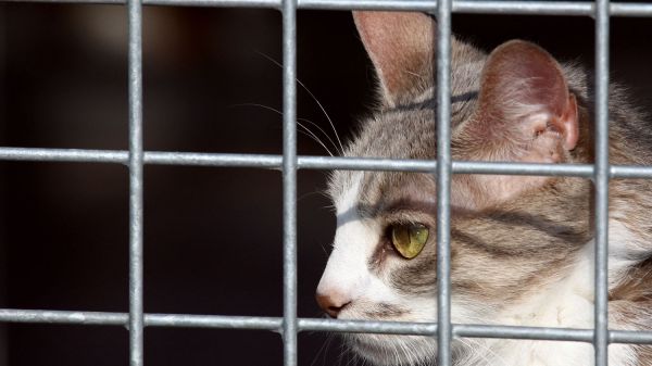 Portrait : maître Isabelle Gharbi-Terrin, l'avocate des animaux