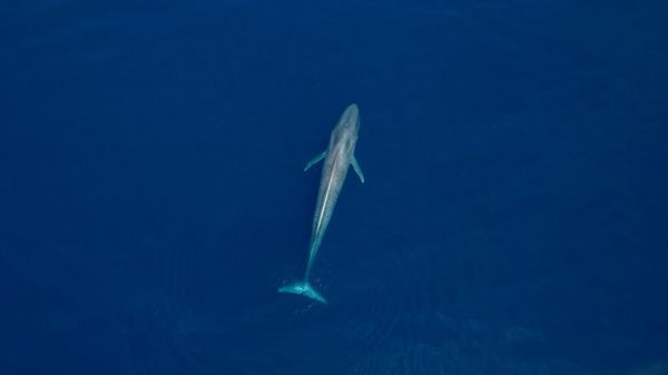 Les 10 plus gros animaux du monde