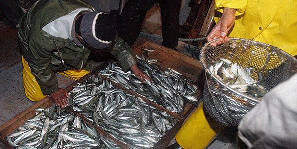 Le ministère de la Pêche annonce « les nouveaux prix » de la sardine
