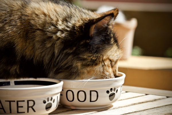 Alimentation du chat : pourquoi mange-t-il moins ou arrête de se nourrir ?
