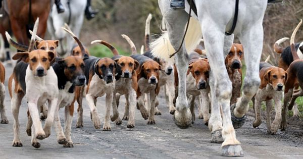Le Département des Côtes-d’Armor abolit la chasse à courre dans sa forêt d’Avaugour