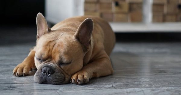 Les 10 races de chiens idéales pour un appartement