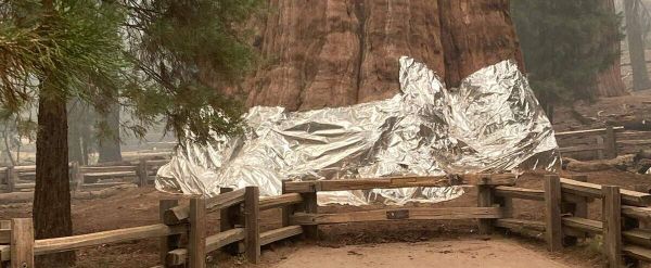 Des séquoias emballés dans de l'aluminium pour les protéger des incendies