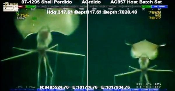 Cet animal marin flippant est un véritable alien des profondeurs océaniques