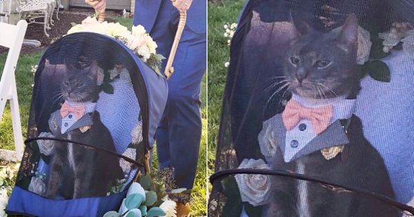 Ce chat a apporté les alliances au mariage de ses maîtres, et il leur a totalement volé la vedette