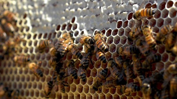 Phobie des trous : qu'est-ce que la trypophobie ?