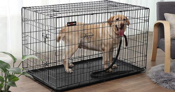 Quelle est la meilleure cage pour chien en 2021 ?