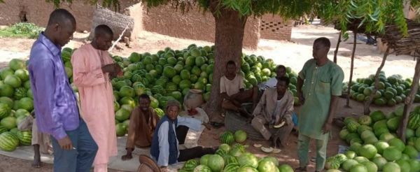 Niger :  les jeunes fixés sur les investissements agricoles de l'État
