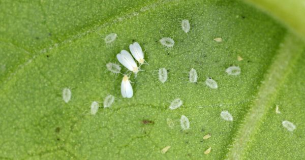 5 astuces naturelles et efficaces pour lutter contre les aleurodes au jardin, potager et verger