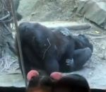 Un gorille fait une fellation à un autre gorille dans un zoo (États-Unis)