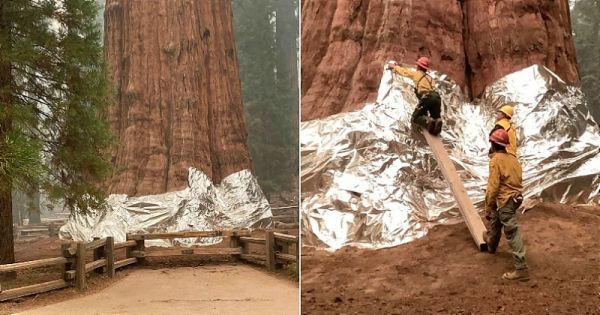 Californie : pour protéger les plus grands arbres du monde des incendies, les pompiers les recouvrent de papier aluminium