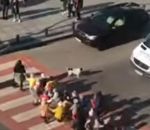 Un chien protège des piétons sur un passage piéton (Géorgie)