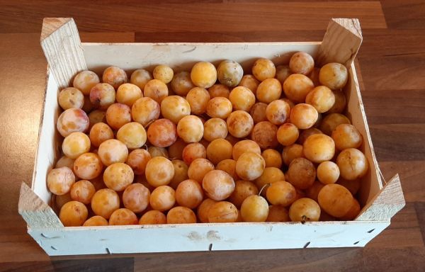 Comment congeler des mirabelles ? Voici la bonne méthode inratable !